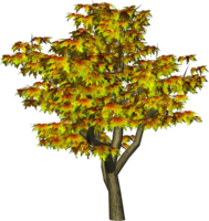 nature & tree free transparent png image.