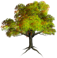 nature & tree free transparent png image.