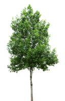 nature & tree free transparent png image.