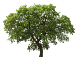 nature & tree free transparent png image.