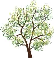 nature & Tree free transparent png image.