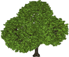 nature & tree free transparent png image.