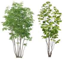 nature & tree free transparent png image.