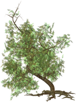 nature & Tree free transparent png image.