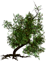 nature & tree free transparent png image.