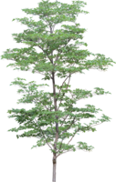 nature & tree free transparent png image.