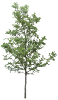 nature & tree free transparent png image.