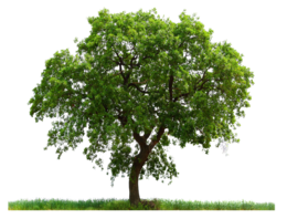 nature & tree free transparent png image.