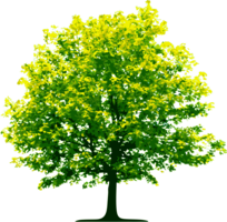 nature & Tree free transparent png image.