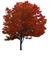 nature & Tree free transparent png image.