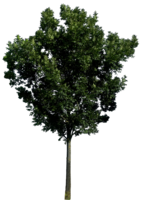 nature & Tree free transparent png image.