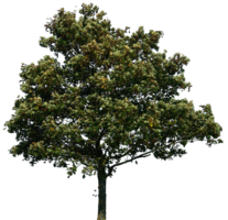 nature & tree free transparent png image.