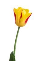 flowers&Tulip png image.