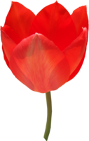 flowers & tulip free transparent png image.