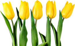 flowers & tulip free transparent png image.