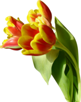 flowers & tulip free transparent png image.