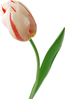 flowers & Tulip free transparent png image.