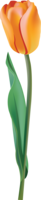 flowers & Tulip free transparent png image.