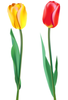 flowers & tulip free transparent png image.