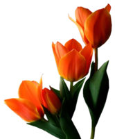 flowers & Tulip free transparent png image.