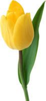 flowers & Tulip free transparent png image.