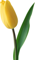 flowers & Tulip free transparent png image.