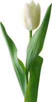 flowers & Tulip free transparent png image.