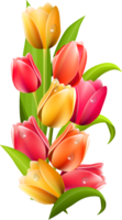 flowers & tulip free transparent png image.