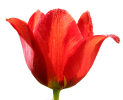 flowers & Tulip free transparent png image.