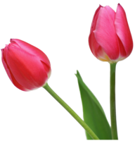 flowers & tulip free transparent png image.