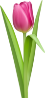 flowers & Tulip free transparent png image.