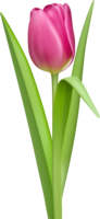 flowers & tulip free transparent png image.