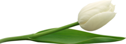 flowers & tulip free transparent png image.