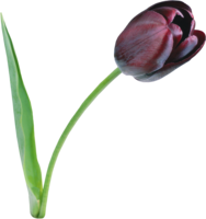 flowers & Tulip free transparent png image.