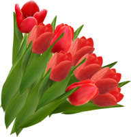 flowers & Tulip free transparent png image.