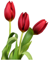 flowers & Tulip free transparent png image.