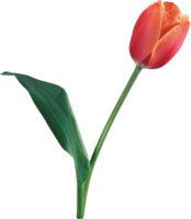 flowers & tulip free transparent png image.