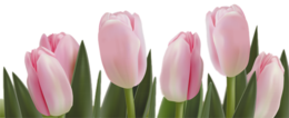 flowers & Tulip free transparent png image.