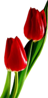 flowers & tulip free transparent png image.