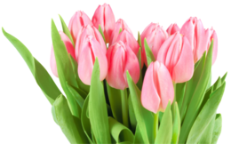 flowers & tulip free transparent png image.