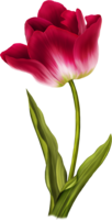 flowers & Tulip free transparent png image.