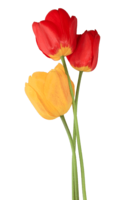 flowers & Tulip free transparent png image.