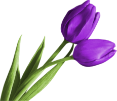 flowers & Tulip free transparent png image.