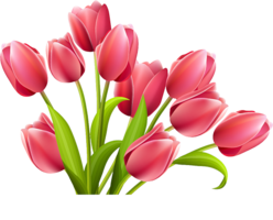 flowers & Tulip free transparent png image.