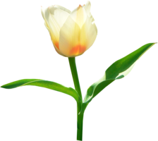 flowers & tulip free transparent png image.