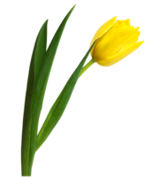flowers & Tulip free transparent png image.