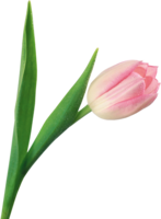 flowers & Tulip free transparent png image.