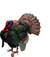 animals & Turkey free transparent png image.