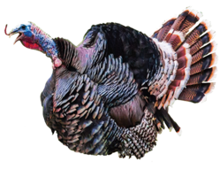 animals & Turkey free transparent png image.