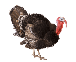 animals & turkey free transparent png image.